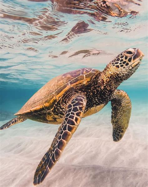 The Hawaiian Green Sea Turtle Honu Is A Deeply Respected Part Of