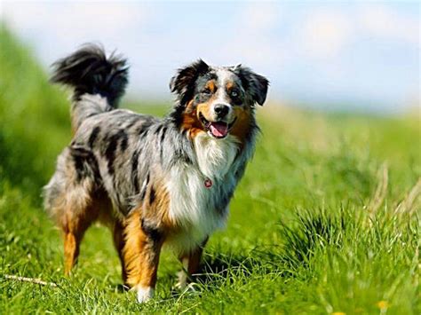 Maybe you would like to learn more about one of these? 12 Arti Mimpi Anjing - Digigit, Dikejar, Dijilat, Melihat ...