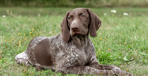 German Shorthaired Pointer Guide Breed Characteristics