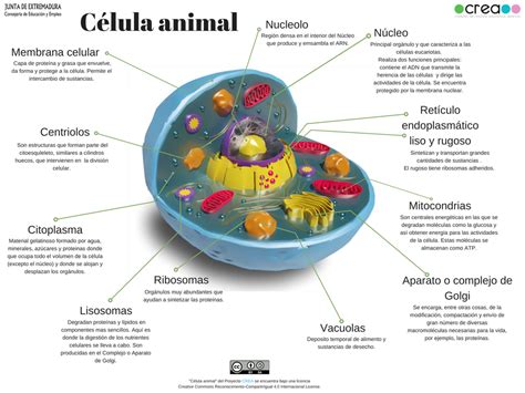 Partes Dunha Célula Animal Célula Animal Dibujos De Celulas