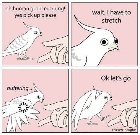Chirpful Birb Memes For A Ducking Good Day Funny Parrots Funny Birds