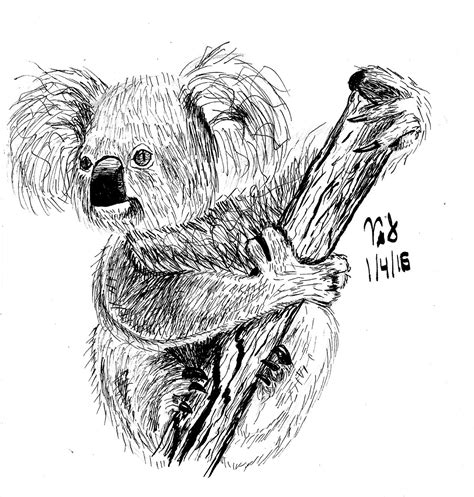 Realistic Koala Ink Drawing By Victorystar527 On Deviantart