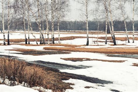 Premium Photo Forest With Birch And Melting Snow In Early Spring