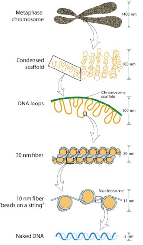 Hierarchical Levels Of Dna Organization In The Eukaryotic Nucleus