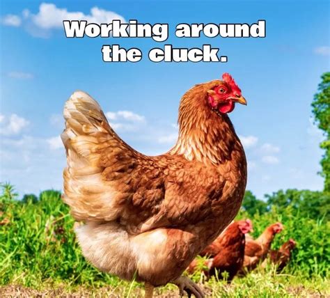 80 chicken puns you will be eggcited to tell all your friends