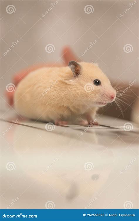 A Peach Colored Hamster Runs Across The Mirrored Table Stock Image