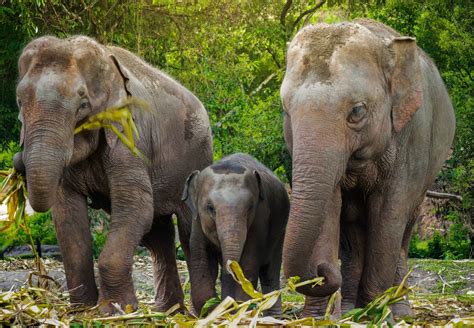 Elephant Jungle Sanctuary Thailand