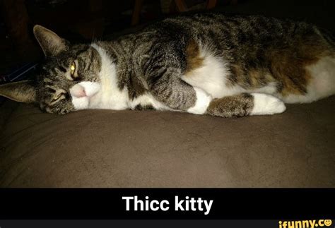 Thicc Kitty Thicc Kitty