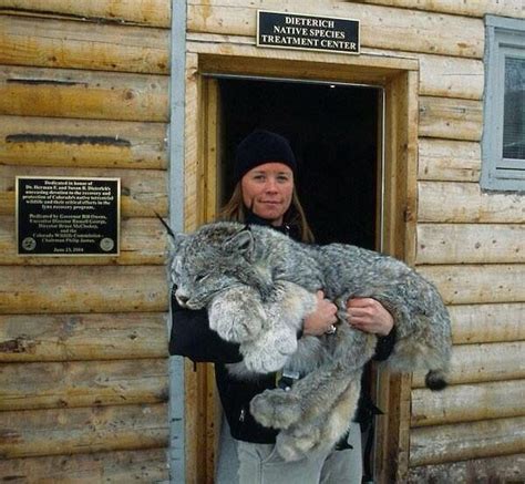 Huge Lynx Crazy Cats Big Cats Cats And Kittens Cute Cats Animals