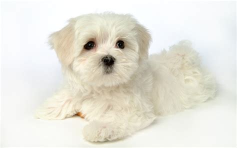 White Puppy Wallpapers Wallpaper Cave