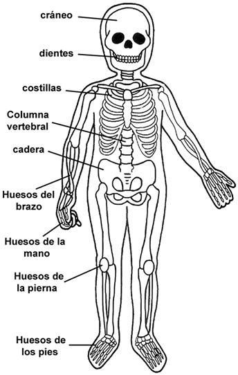 Sistema Óseo MVL El cuerpo humano y sus sistemas