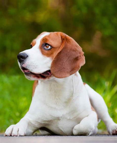 Well, you don't have to worry anymore. Beagle Rescue Raleigh Nc | PETSIDI