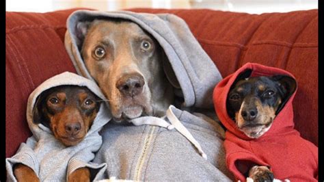 Meet The Doggy Trio With 12 Million Instagram Followers