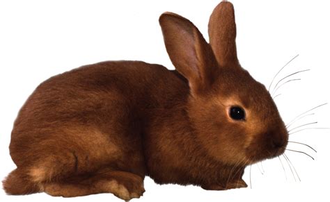 Free Png Rabbits Bunnies Transparent Rabbits Bunniespng Images Pluspng