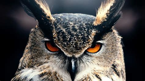 Great Horned Owl Wallpapers Wallpaper Cave