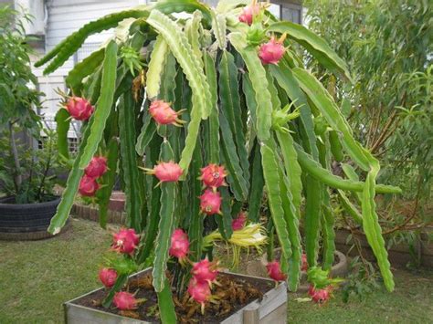 Dragon fruit are very easy to propagate from either seed or cuttings. Pin em HOUSEPLANTS.