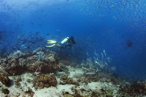 Can Beginner Divers Dive In Raja Ampat Papua Paradise
