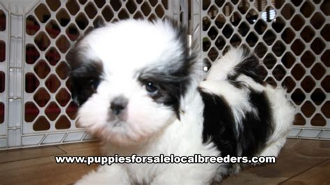 Puppies For Sale Local Breeders Very Beautiful Shih Tzu Puppies For