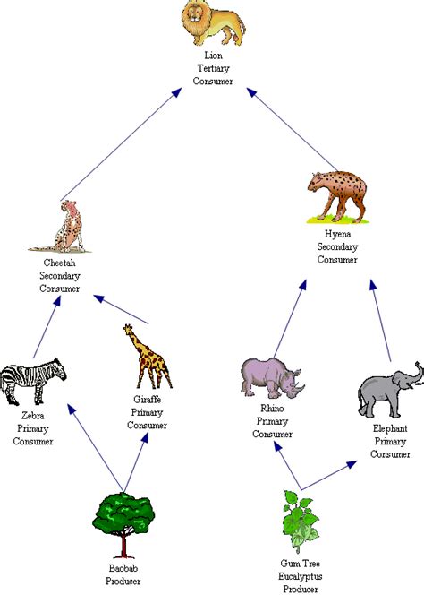 Cougarbiology Savanna Group G Elephant Food Asian Elephant