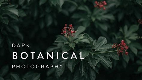 Dark Botanical Photography: Capture Beautifully Moody Images of Plants ...