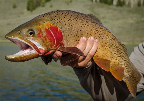 Yellowstone Cutthroat Trout Western Native Trout