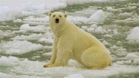 Polar Bear Kills Man In Norways Arctic Svalbard Islands Bbc News