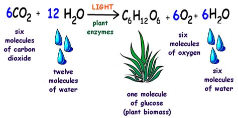 In what cell organelle does cellular respiration occur: photosynthesis equation balanced | ksiqno