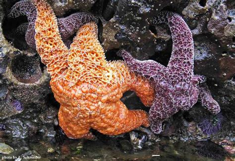No Clear Cause For Recent Sea Star Wasting Disease Found Us National