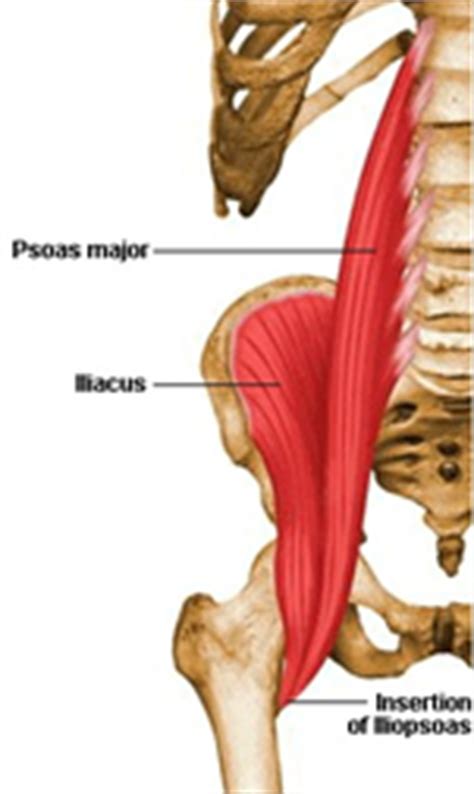 Included within the chart are gorgeous illustrations of the pelvic diaphragm, sphincter muscles. Beantown Physio | PT Tip of the Month Archive | Hip Flexor Muscle Strain