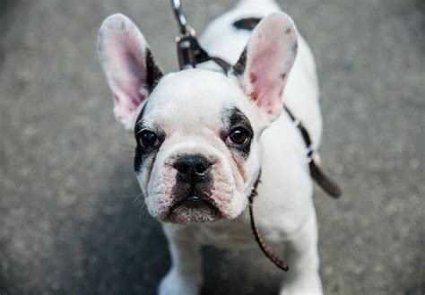 67 French Bulldog Breeders Wi Picture Bleumoonproductions