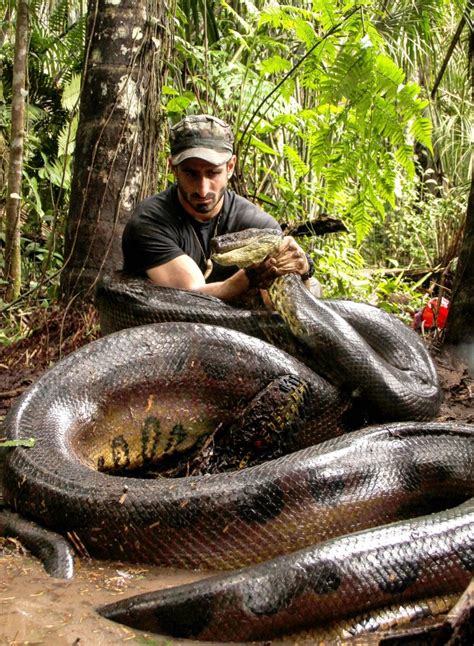 1397 Best Anacondas Images On Pholder Elite Dangerous Natureismetal