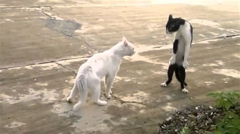 Funny Cat Fights YouTube