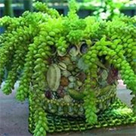 E si, proprio così, oltre al fatto che arredano e rendono più viva e colorata la nostra casa queste piante possono contribuire a ridurre l'inquinamento interno ai luoghi abitati eliminando le sostanze tossiche che si accumulano. Piante grasse con fiori - Piante Grasse