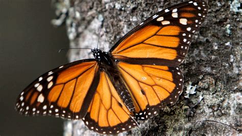 Monarch Butterflies Decline Migration May Disappear