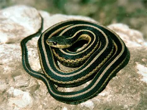 10 Interesting Garter Snake Facts My Interesting Facts