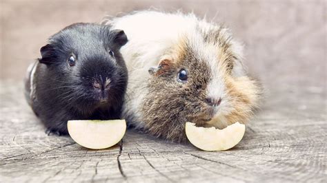 What Do Guinea Pigs Eat The Best Foods To Feed Your Cavy Petsradar