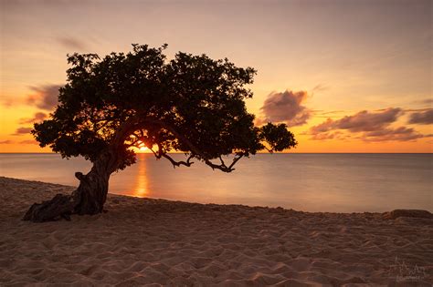 Divi Tree At The Beach Aruba