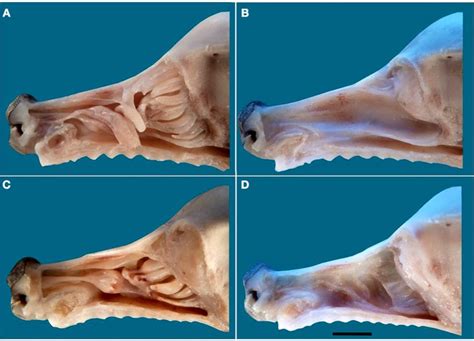 The Nasal Cavity Of The Newborn Dog A Lateral View Of The Turbinate