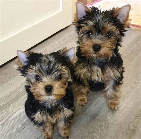 Yorkiepoo Puppies For Sale Los Angeles Ca 367387