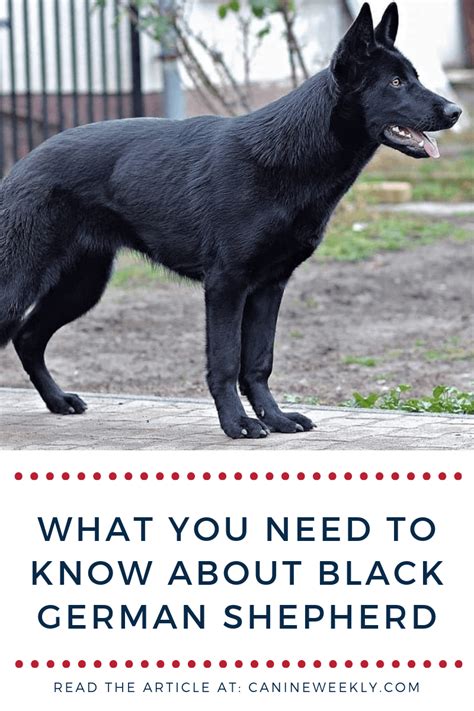 Black German Shepherd Complete Breed Guide 2023 Artofit