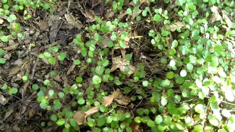 Low Growing Ground Cover For Shade Wire Plant Youtube