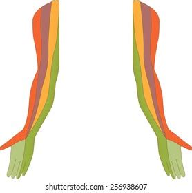 Dermatome Map Upper Limb Isolated Stock Vector Royalty Free Shutterstock