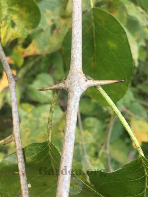 Photo Of The Thorns Spines Prickles Or Teeth Of Osage Orange Maclura