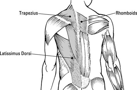 Shoulder And Upper Back Anatomy Shoulder Human Anatomy Image Function