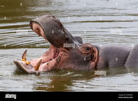 Un Hipopótamo Con La Boca Abierta Mostrando Sus Dientes En El Agua En