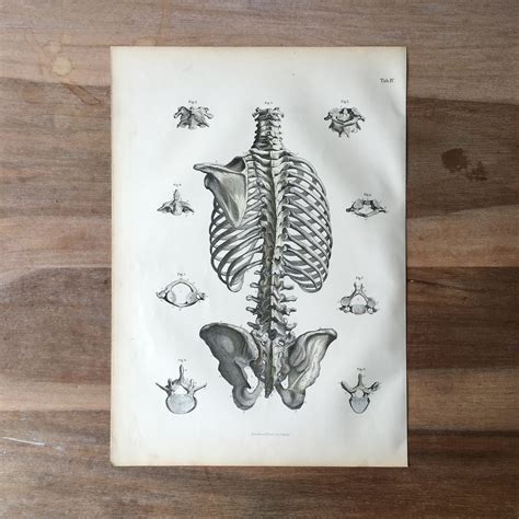1871 Antique Medical Engraving Human Bones Print Spinal Column Backbone