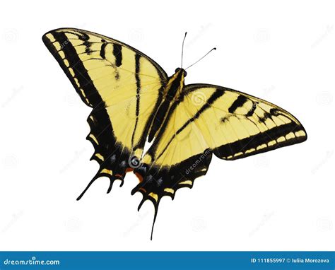 Borboleta Dois Atada Do Swallowtail Do Tigre Isolada No Fundo Branco