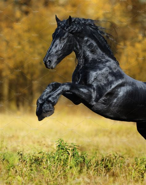 Black Friesian Horse High Quality Animal Stock Photos Creative Market