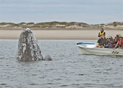 Sea Kayak Vacations And Whale Adventures In Bajabc Port Mcneill British Columbia Kayaking