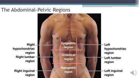 Anatomical Terms And Regions Abdominopelvic Regions Anatomical